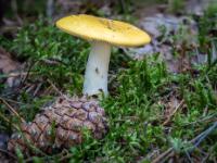 Gelber Pilz im Moos mit Zapfen davor